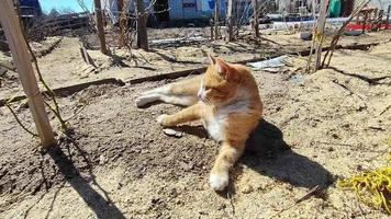 un chat roux est allongé sur un lit dans le jardin au printemps video