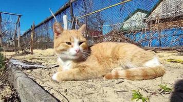 um gato ruivo está se aquecendo ao sol em uma cama de jardim na primavera