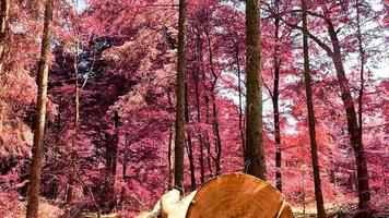 vista infrarroja rosa y púrpura en un hermoso bosque video