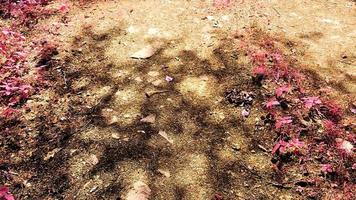 roze en paars infrarood zicht in een prachtig bos video