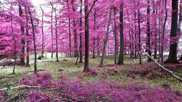 bela vista infravermelha rosa e roxa em uma densa floresta na europa video