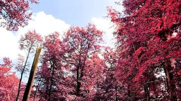 vista infravermelha rosa e roxa em uma bela floresta
