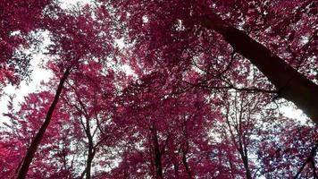 bela vista infravermelha rosa e roxa em uma densa floresta na europa video
