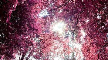 prachtig roze en paars infrarood panorama van een landelijk landschap met een blauwe lucht