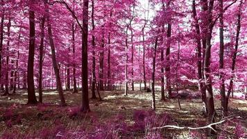 Beautiful pink and purple infrared view into a dense forest in Europe