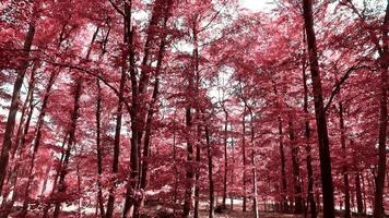 hermosa vista infrarroja rosa y violeta en un denso bosque en europa