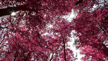 Beautiful pink and purple infrared view into a dense forest in Europe