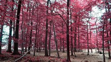 hermosa vista infrarroja rosa y violeta en un denso bosque en europa