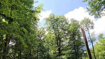 schöne aussicht in einen grünen wald mit einem gebrochenen baum video