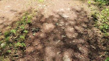 schöner Blick in einen dichten grünen Wald mit hellem Sonnenlicht, das tiefe Schatten wirft video