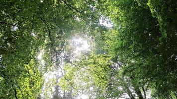 hermosa vista a un denso bosque verde con luz solar brillante que proyecta una sombra profunda video