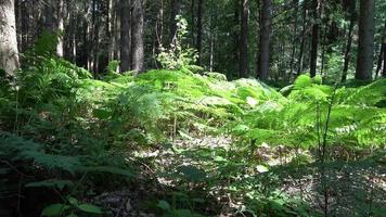 schöner Blick in einen dichten grünen Wald mit hellem Sonnenlicht, das tiefe Schatten wirft video