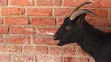 mammifère animal chèvre devant le mur de briques video