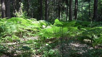 Beautiful view into a dense green forest with bright sunlight casting deep shadow video