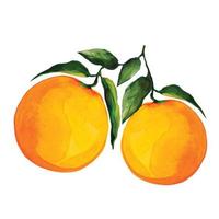 orange fruit fruit with leaves vector illustration