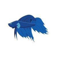 Tropical fish. Color graphic portrait of a fighting fish on a white background. Digital vector graphics.