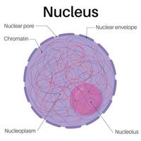 Anatomía de las células del núcleo. vector