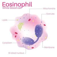 Eosinophils are white blood cells. vector