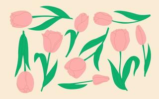 Set of pink isolated tulips. Spring-summer, forest and garden field flowers. Floral illustration for flower delivery service, plant order online, florist store, festive greeting card, poster, banner. vector