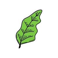 A simple tropical leaf icon. Hand-drawn doodle-style sketch of a bright leaf. Tropics. Summer. Isolated vector illustration