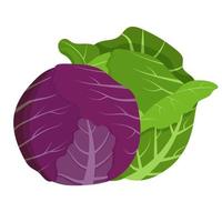 Whole red and green cabbage isolated on background. Flat vector illustration.