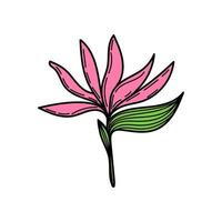 un simple ícono de flor tropical-strelitzia. boceto dibujado a mano estilo garabato de una flor brillante. zona tropical. estrelittia. ilustración vectorial aislada vector