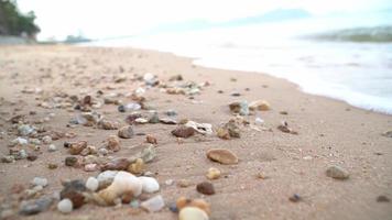 playa de arena con conchas mojadas en la playa video