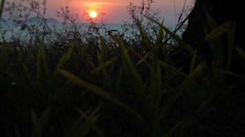 trees and plants silhouettes on the shoreline at sunset by the sea video