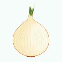 Half of onion isolated on background. Flat vector illustration.