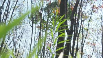 ouvreur de plantation de caoutchouc tropical indonésien
