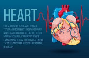 Human internal organ with heart vector