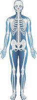 estructura anatómica esqueleto humano vector