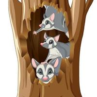 Sugar gliders living in hollow vector