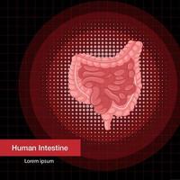 Human internal organ with intestine vector