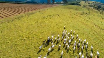 vista aérea del rebaño nelore cattel en pastos verdes en brasil foto