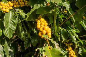 bayas frescas de café arábica en el árbol de la finca cafetalera, sul de minas, brasil, una utopía cafetalera. Granja organica. café brasileño. de cerca. suave luz del sol. foto