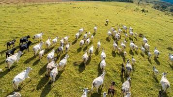 Aerial view of herd nelore cattel on green pasture in Brazil photo