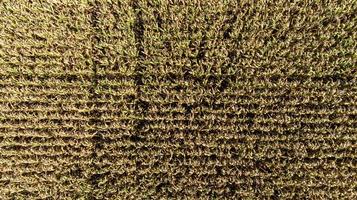 Aerial drone photo showing severe drought conditions affecting the corn crop fields