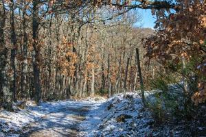 snowy mountain path in winter with vegetation photo