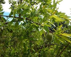 Green almond in the almond tree photo