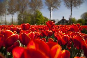Colorful tulips in spring of flowers photo