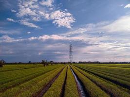 a photo of a rice field that has a line leading to a power pole