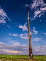 Photo of a straight tree trunk that still stands strong with a cut branch