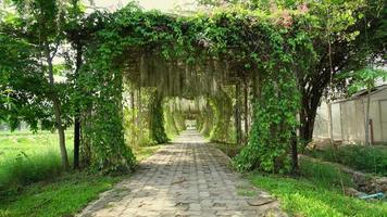 beautiful tree arch on tunnel in garden video