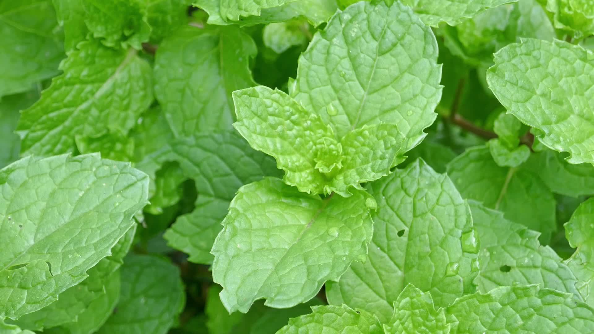 Spearmint Stock Video Footage for Free Download