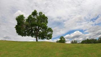 Baum und weiße Wolken und Himmel video