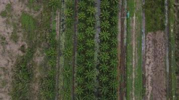 aceite de palma aceitera, cultivos económicos de agricultores en el sur de tailandia. video