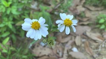 beautiful blooming flowers swaying in the wind video