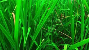 the beauty of the grass in a beautiful garden video