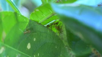 ant animal on the leaf